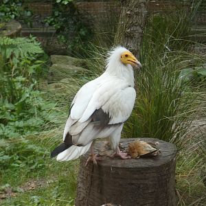 Egyptian vulture