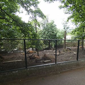 Visayan warty pig enclosure