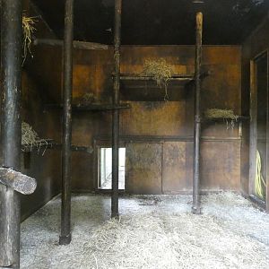 Gelada indoor enclosure