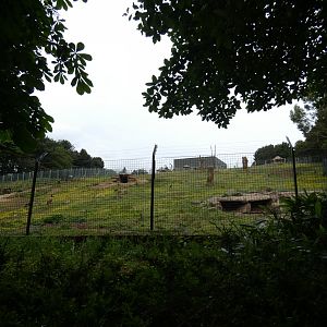 Gelada outdoor enclosure