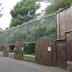 Scottish wildcat enclosure