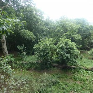Asiatic lion outdoor enclosure