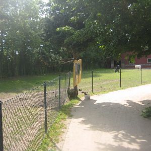 Munkholm Zoo - Zebu exhibit