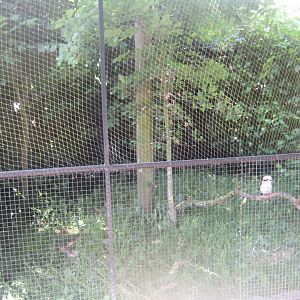 Munkholm Zoo - Kookaburra aviary