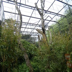 Golden-cheeked gibbon enclosure