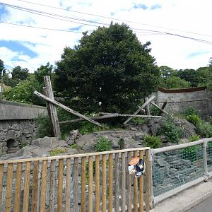 Malayan sun bear enclosure