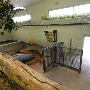 Pygmy hippo indoor enclosure