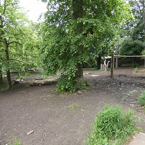 Malayan tapir paddock