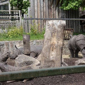 Indian rhinos