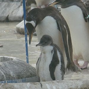 Gentoo penguin chick