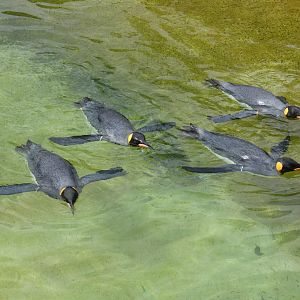 King penguins swimming