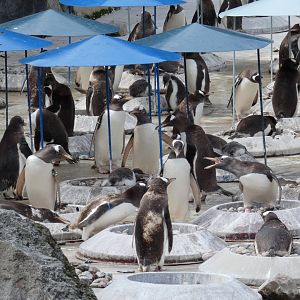 Gentoo penguin colony