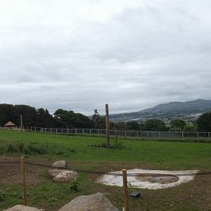 Giraffe enclosure panorama