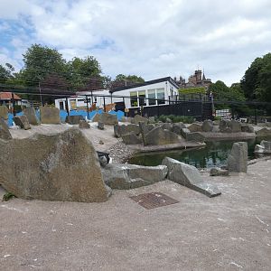 Rockhopper penguin enclosure