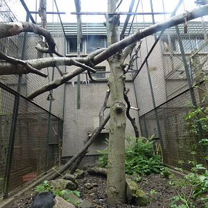 Diana monkey enclosure