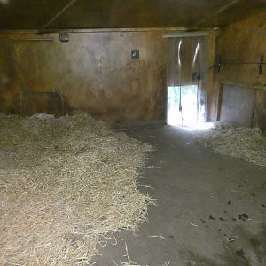 Red river hog indoor enclosure
