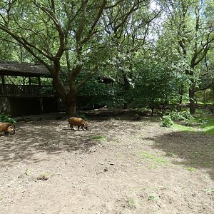 Red river hog outdoor enclosure