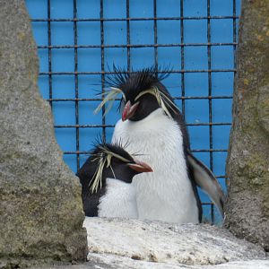 Northern rockhopper penguin
