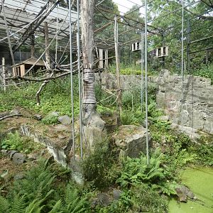 L'Hoest's monkey outdoor enclosure