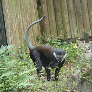 L'Hoest's monkey male