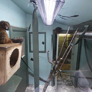 Red-bellied lemur indoor enclosure
