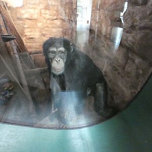 Western chimpanzee (Maadili)