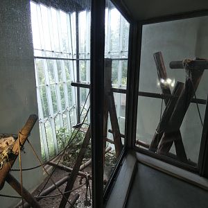 Chimpanzee indoor enclosure (1)
