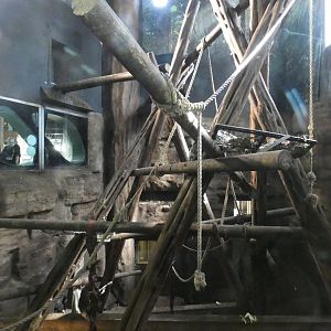 Chimpanzee indoor enclosure (3)