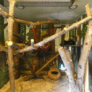 Binturong indoor enclosure