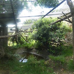 Binturong outdoor enclosure