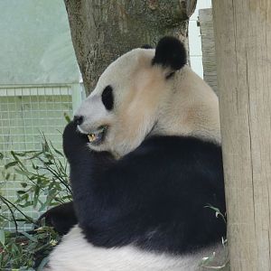 Giant panda (Yang Guang)