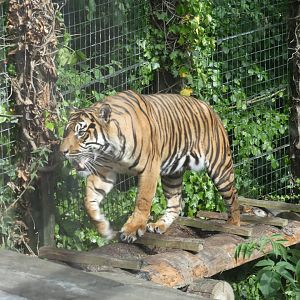 Sumatran tiger male