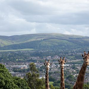 Rothschild's giraffe