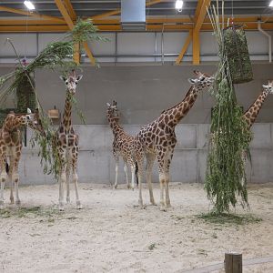 Giraffe group