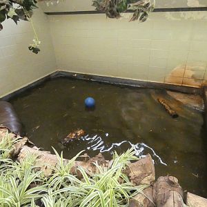 Indoor pygmy hippo pool