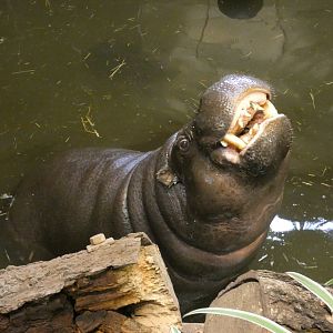 Pygmy hippo bull
