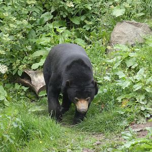 Malayan sun bear