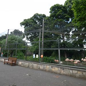Flamingo aviary