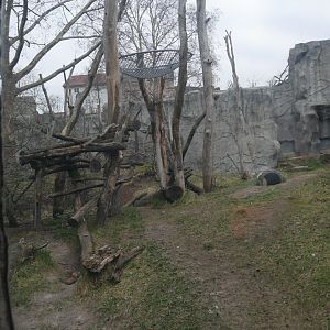 Spectacled bear & bush dog outdoor enclosure (January 2019)