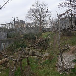 Spectacled bear & bush dog outdoor enclosure (January 2019)