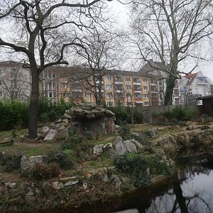 Asiatic lion outdoor enclosure (January 2019)