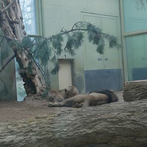 Asiatic lion indoor enclosure (January 2019)