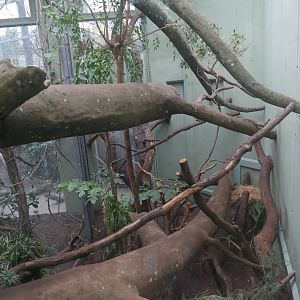 Fosa indoor enclosure (January 2019)