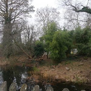 Sumatran tiger outdoor enclosure (January 2019)