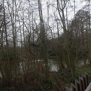 Northern white-cheeked gibbon island (January 2019)