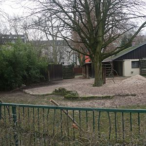 Eastern bongo enclosure (January 2019)