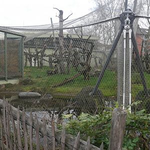 Bonobo outside aviary (January 2019)