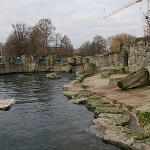 Cape fur seal outside exhibit (January 2019)