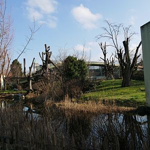 Western lowland gorilla outdoor island (January 2019)