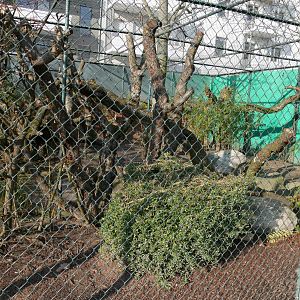 Goodfellow's tree-kangaroo outdoor aviary (January 2019)